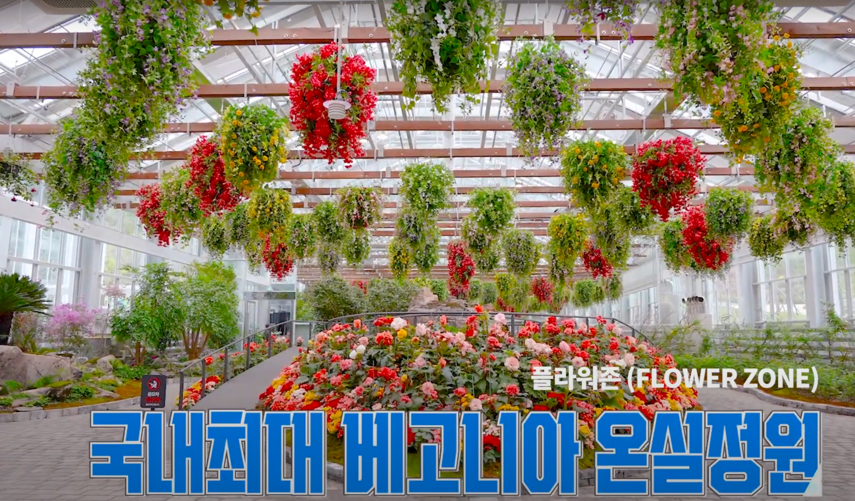 베고니아